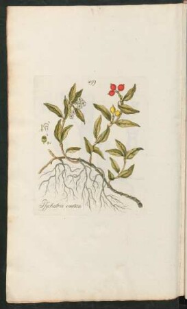 499. Psychotria emetica