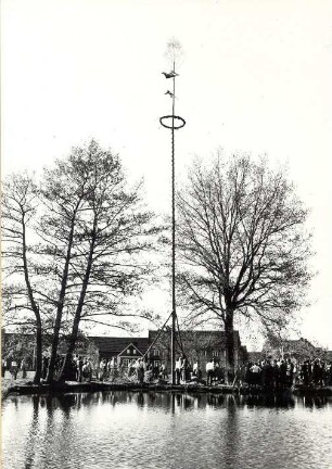 Maibaumwerfen in Groß Zeißig : Gesellschaftliche Volkskultur - Frühling. Ort: Groß / Zeißig. Maibaumwerfen