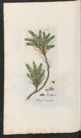472. Astragalus Tragacantha