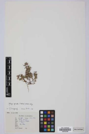 Ifloga spicata (Forssk.) Sch.Bip.