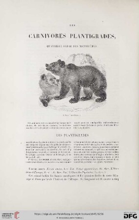 Les carnivores plantigrades, quatrième ordre des mammifères