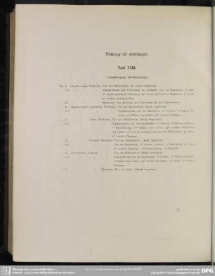 Erklärung der Abbildungen. Tafel XXIII