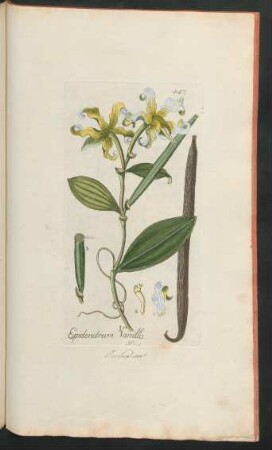 447. Epidendrum Vanilla