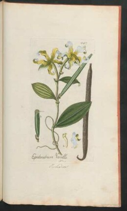 447. Epidendrum Vanilla