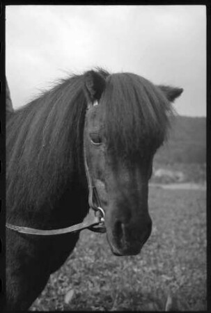 Glotterbad: Shetland Pony, Ponykopf