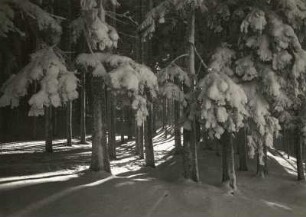 Im verschneiten Winterwald bei Altenberg