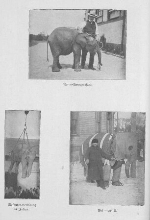 Kongo-Zwergelefant. ; Elefanten-Verladung in Indien. ; Bei -