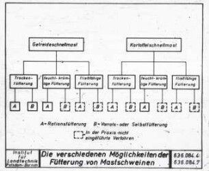 Die verschiedenen Möglichkeiten der Fütterung von Mastschweinen