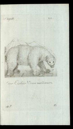 16. der Eisbär. Ursus maritimus