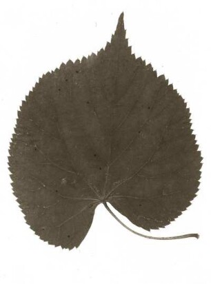 Sommer-Linde (Großblättrige Linde, Tilia platyphyllos). Blatt