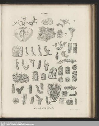 Tab. XVIII. A. Corals of the Chalk