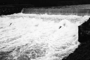 Freiburg: Wehr der Dreisam mit viel Wasser am Sandfang