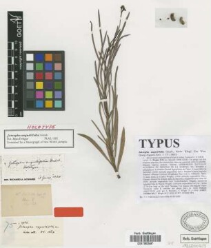 Jatropha angustifolia Griseb. [type]