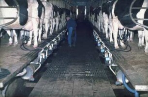 Fotografie: Melken, Melktechnik, Fischgrätenmelkstand