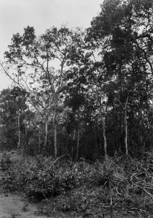 Vegetation des Pantanal : Vegetation am südlichen Ende des Pantanal, nahe der Stadt Aquidauana.