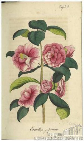 Camellia japonica