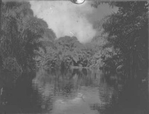 Flusslandschaft : Raphiapalmen (Arecaceae raphia) am Ufer eines Flusses