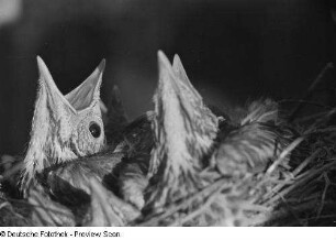 Jungvögel im Nest