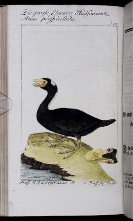 Die grosse schwarze Hudsonsænte. Anas perspicillata.