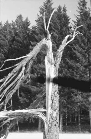 Schwärzenbach: Sturmgebrochener Baum