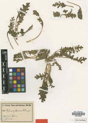Jaborosa floccosa Dammer [type]