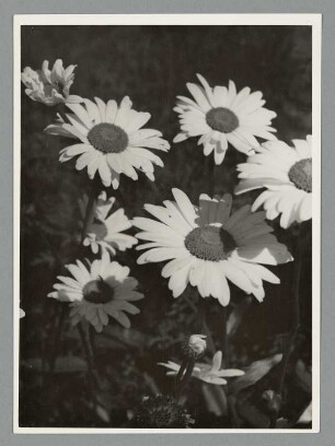 Margeriten