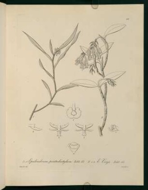 48r-48v, Epidendrum pentadactylum...