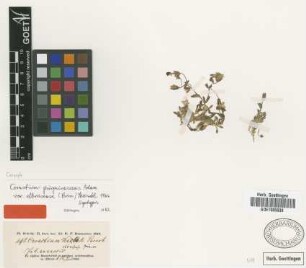 Cerastium elbrusense Boiss. [syntype]