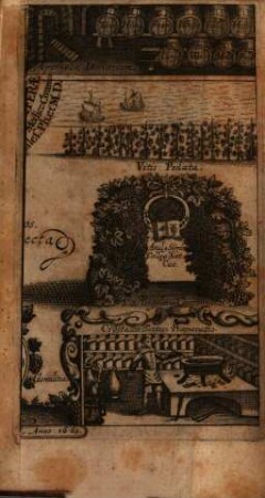 Ampelographia sive vitis viniferae ... consideratio