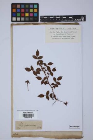 Rosa sempervirens L.