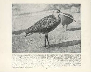 Brachvogel