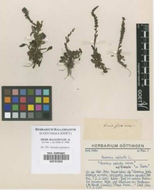 Veronica spicata L.