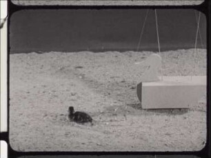 Imprinting of the Following Response in Mallard Ducklings
