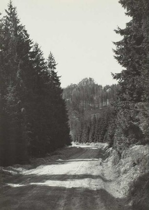 Forstrevier Hinterhermsdorf. Forststraße mit Lärchenbestand südlich des Ortes