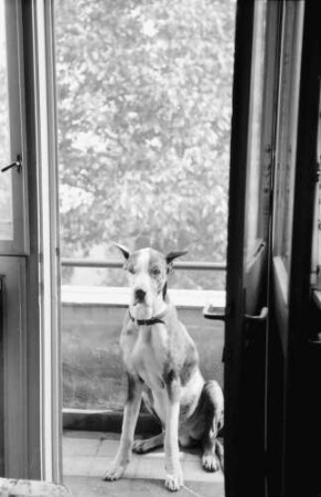 Bukarest: Haus des + Schriftleiters Wilhelm Müller, Hund, allein
