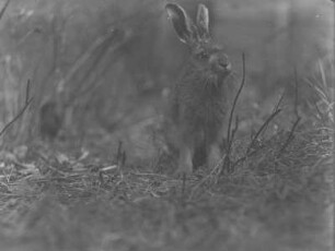 Feldhase : Feldhase (Lepus europaeus), Jungtier.