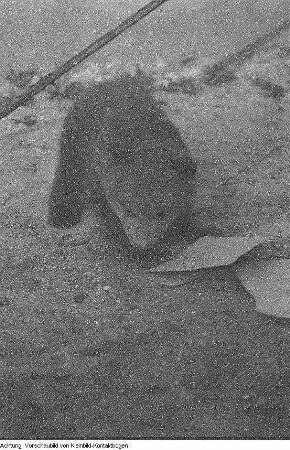 Dresden, Zoo, Junge Bären, 1955