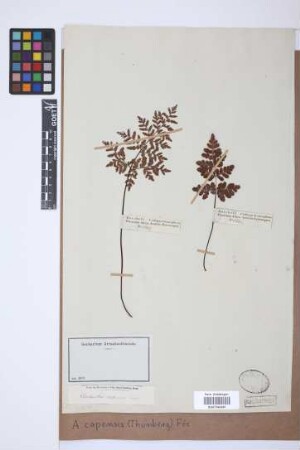 Adiantopsis capensis (Thunb.) Fée