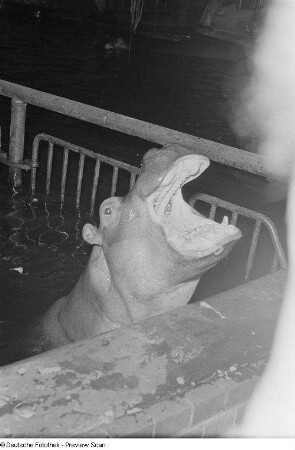 Nilpferd im Leipziger Zoo