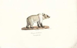 Ours fem. [bis] Bali-Soar