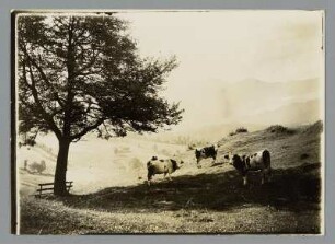 Auf der Alm im Allgäu