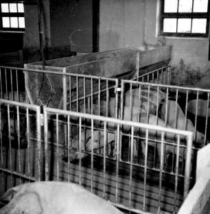 Schweinefütterung System Decker