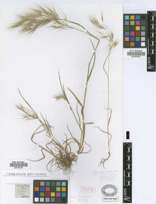 Bromus tectorum L. var. virens Griseb.[holotype]