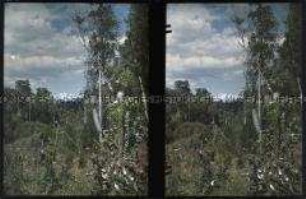 Blick in die Landschaft um Puerto Varas im Süden von Chile