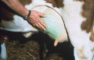 Fotografie: Melktechnik, Hygiene & Pathologie, Tiergesundheit, Euterentzündung
