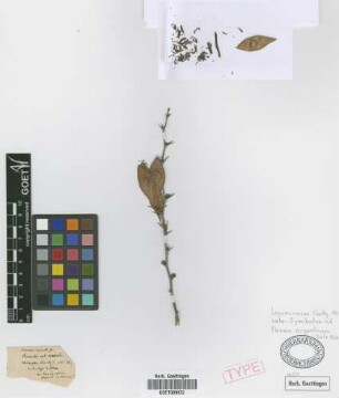 Mimosa carinata Griseb. [syntype]