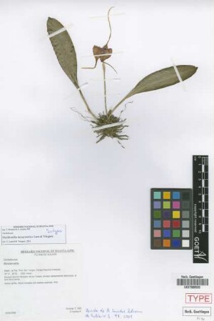 Masdevallia luziaemariae Luer & R.Vásquez [isotype]