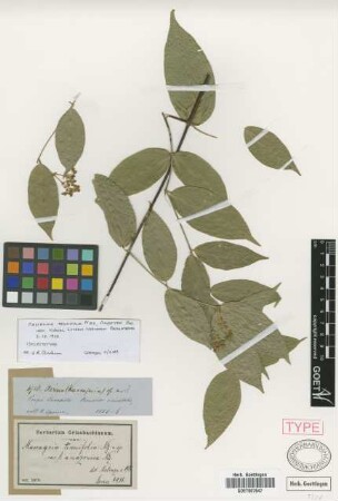 Mascagnia tenuifolia Nied. var. Nied. amazonica