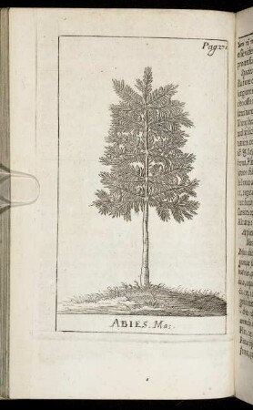 Abies, Mag.
