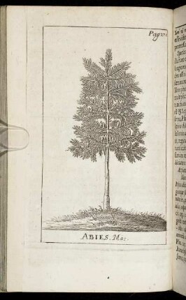 Abies, Mag.